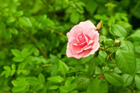 Pink rose Foto stock
