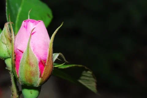 Pink rose Foto stock