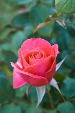 Pink rose Stock Photos