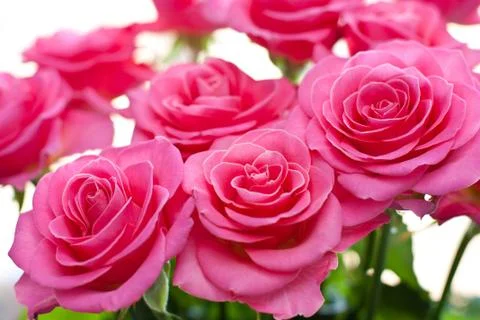 Pink rose Stock Photos