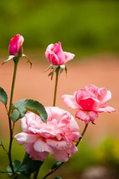Pink rose Stock Photos