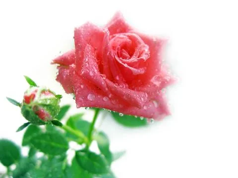 Pink rose Stock Photos