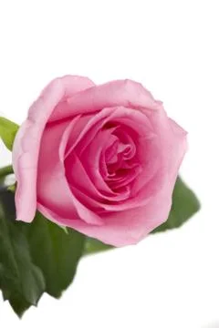 Pink rose Foto stock