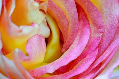 Pink rose Stock Photos