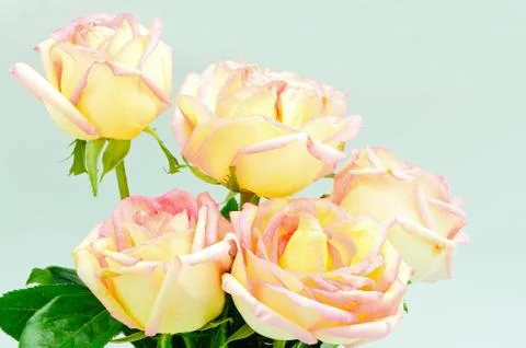 Pink rose Stock Photos