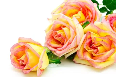 Pink rose Stock Photos