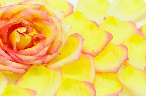 Pink rose Stock Photos