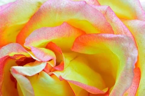 Pink rose Stock Photos