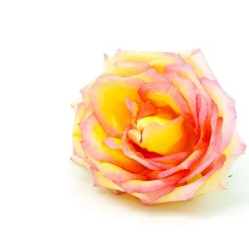 Pink rose Stock Photos
