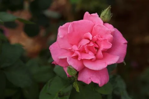 Pink rose Stock Photos