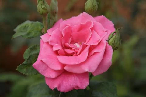 Pink rose Stock Photos