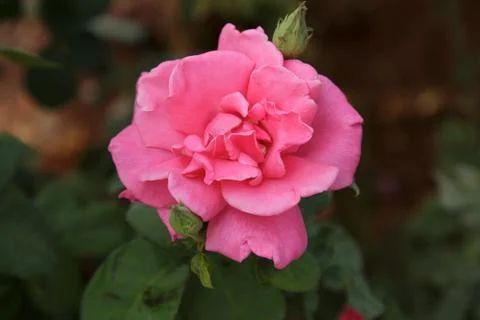 Pink rose Stock Photos