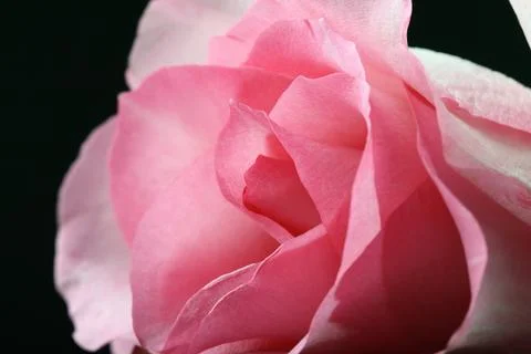 Pink rose Фото