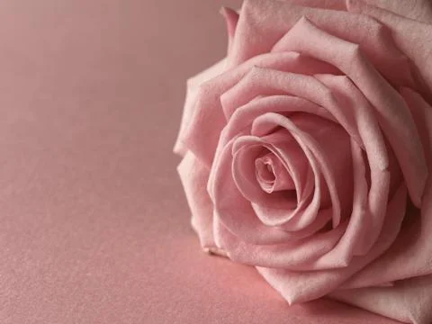 Pink rose 스톡 사진