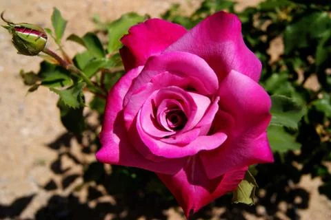 Pink rose Stock Photos