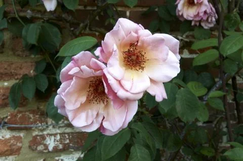 Pink rose Stock Photos