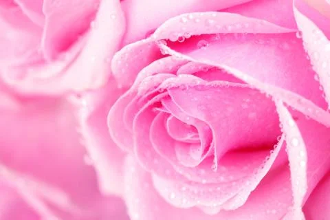 Pink rose Stock Photos