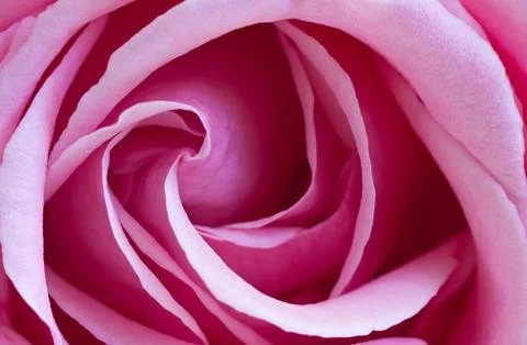 Pink rose Stock Photos