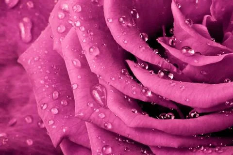 Pink rose Stock Photos