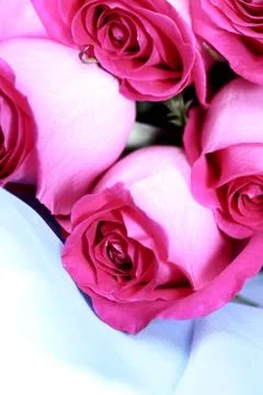 Pink rose Stock Photos