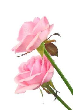 Pink rose Stock Photos