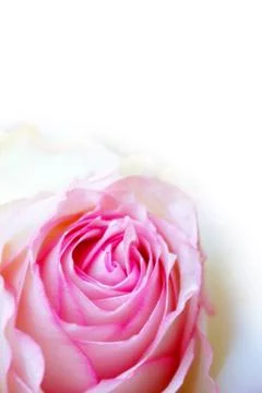Pink rose Stock Photos