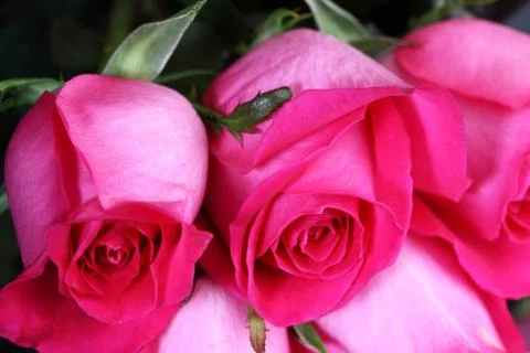 Pink rose Stock Photos