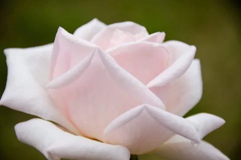 Pink rose Foto stock