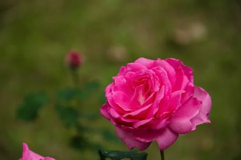 Pink rose Stock Photos