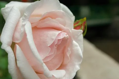 Pink rose Stock Photos