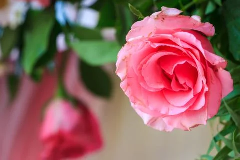 Pink rose Foto stock