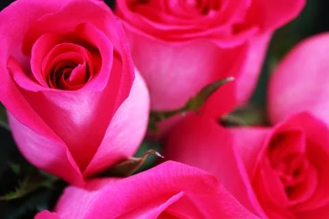 Pink rose 写真素材