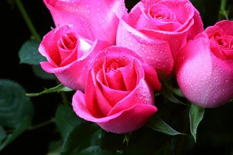 Pink rose Stock Photos