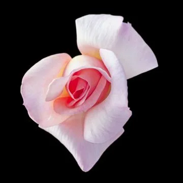 Pink rose Stock Photos