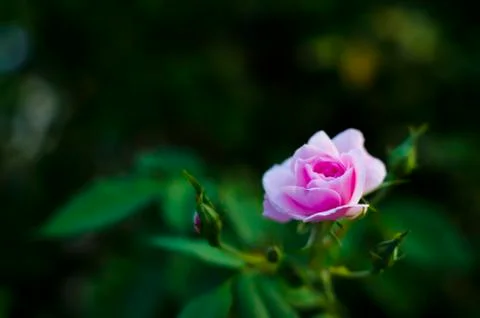 Pink rose Stock Photos