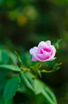 Pink rose Stock Photos
