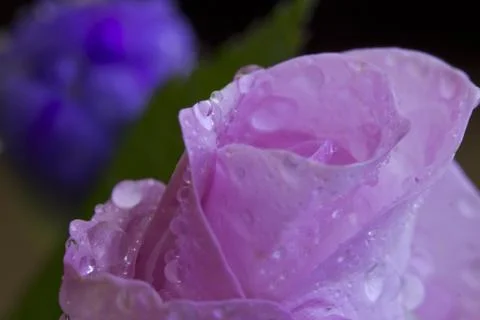 Pink rose Fotos Stock