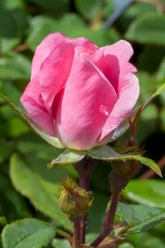 Pink Rose Stock Photos