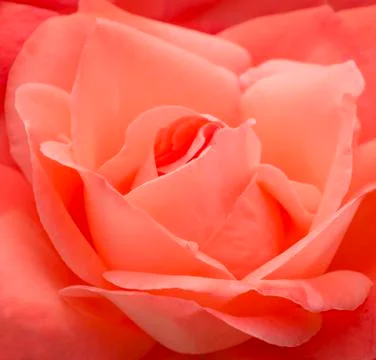 Pink rose Stock Photos