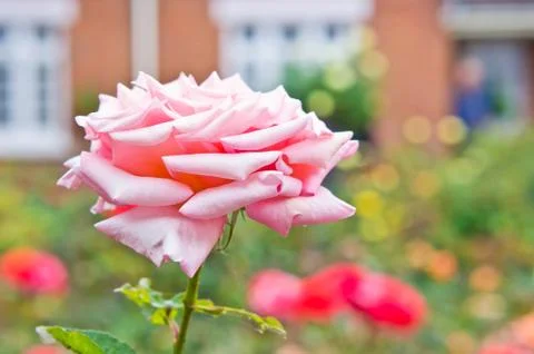 Pink rose Stock Photos