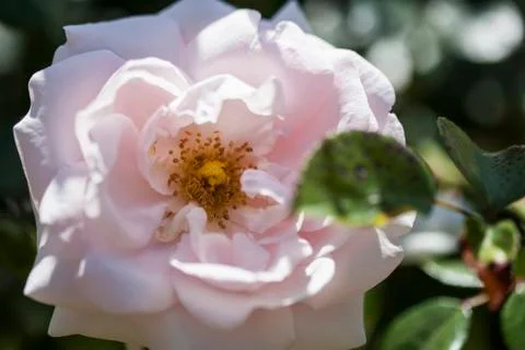 Pink rose Stock Photos