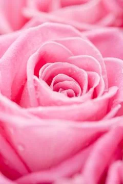Pink rose Stock-Fotos