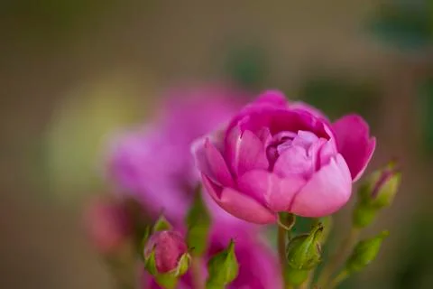 Pink rose Stock Photos