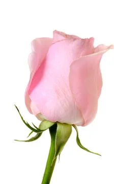 Pink rose Stock Photos