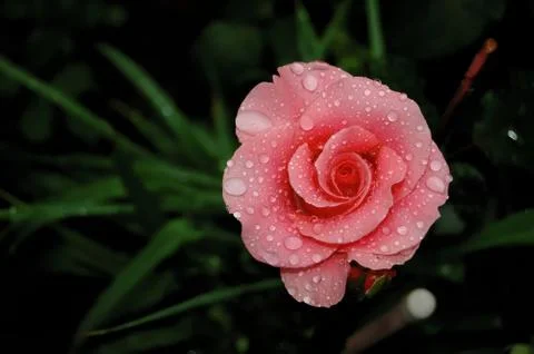 Pink rose Stock Photos