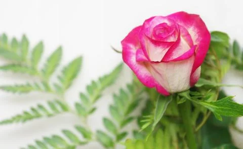 Pink rose Stock Photos