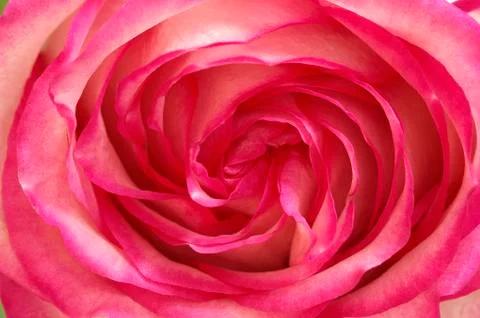 Pink Rose Stock Photos