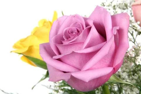 Pink rose Stock Photos