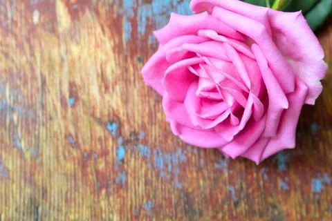 Pink rose Stock Photos