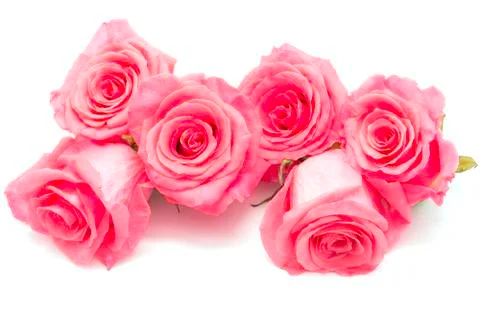Pink rose Stock Photos